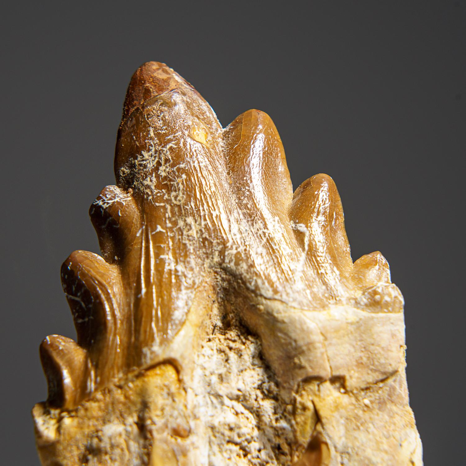 This well preserved tooth is 40 to 34 million years old from the Late Eocene Period. Basilosaurus was first thought to be a reptile but was later identified as a genus of ancient cetaceans. Unlike modern cetaceans, basilosaurus had various types of