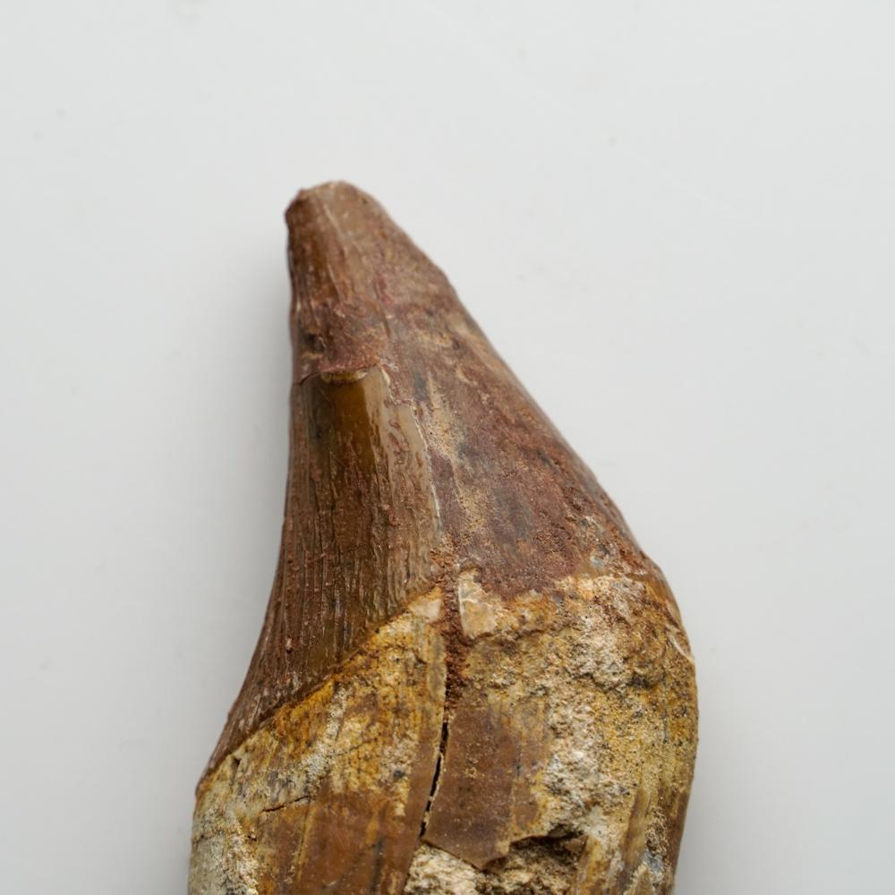 Questo dente ben conservato ha un'età compresa tra i 40 e i 34 milioni di anni e risale al tardo Eocene. Inizialmente si pensava che Basilosaurus fosse un rettile, ma in seguito è stato identificato come un genere di antichi cetacei. A differenza