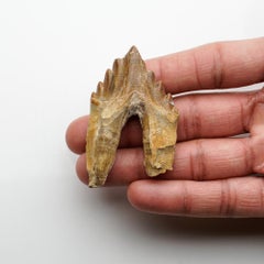 Genuine Natural Pre Historic Basilousaurus Whale Tooth