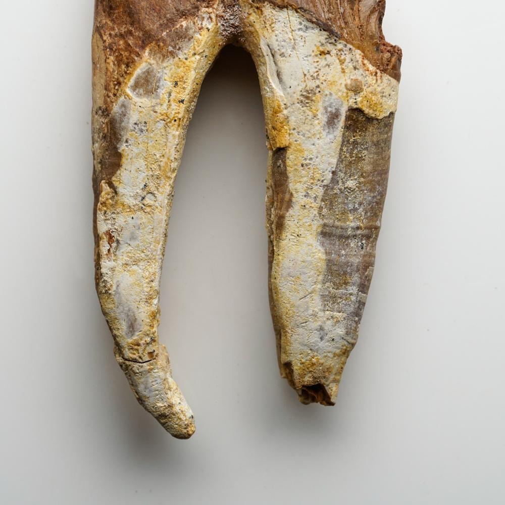 Dente di balena Basilousaurus naturale e preistorico In condizioni deteriorate in vendita a New York, NY