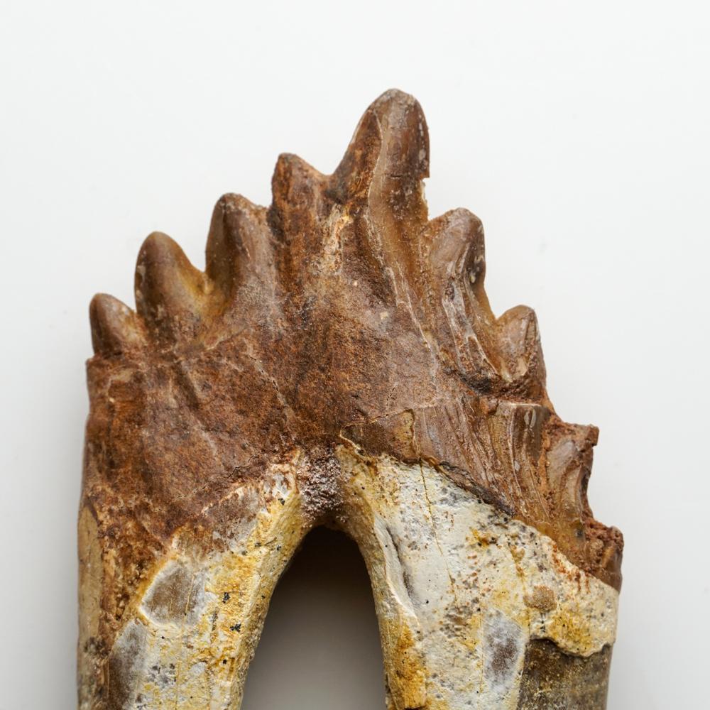 fossil whale tooth