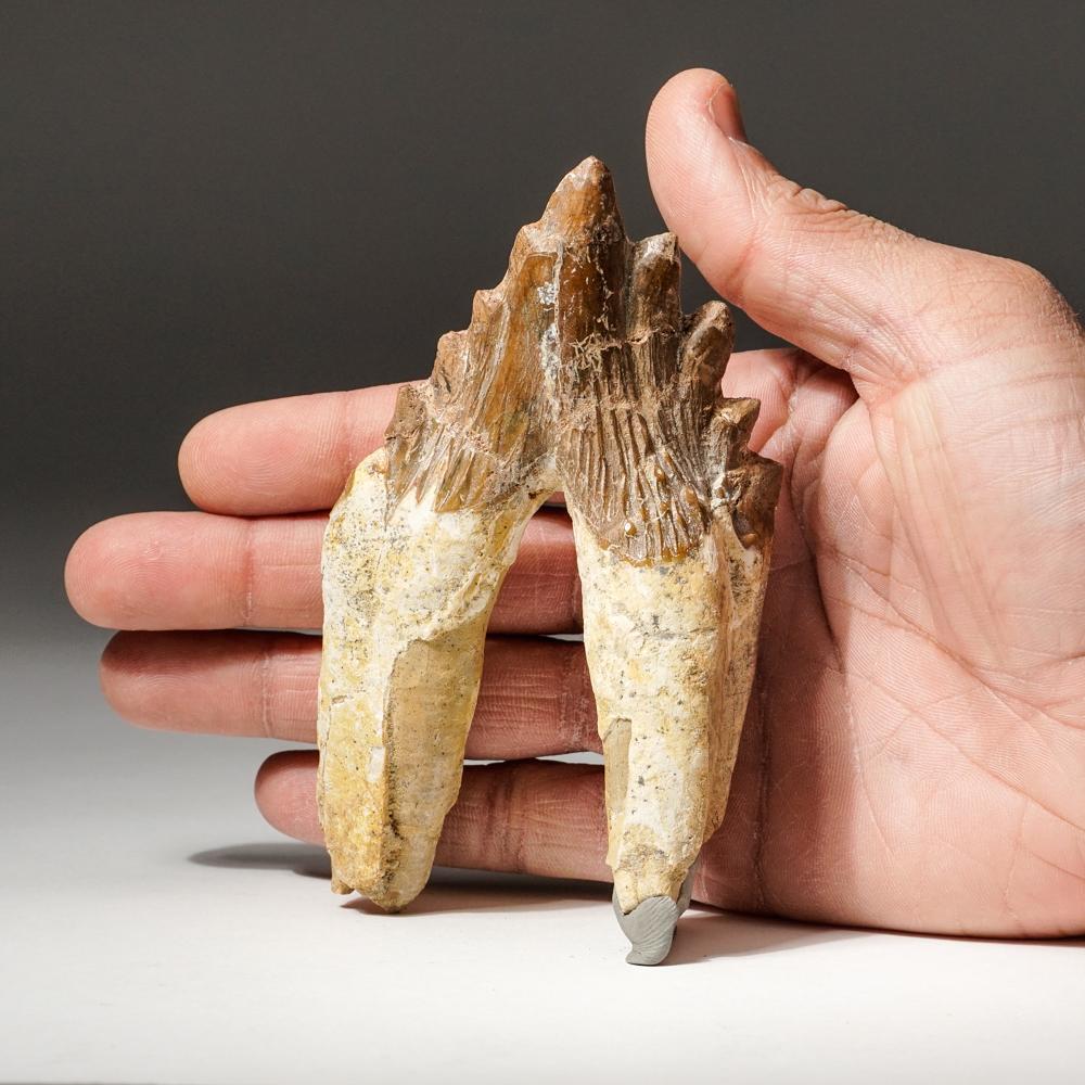 basilosaurus tooth