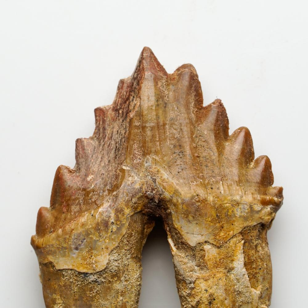 Véritable dent de baleine Basilousaurus, naturelle et préhistorique Bon état - En vente à New York, NY