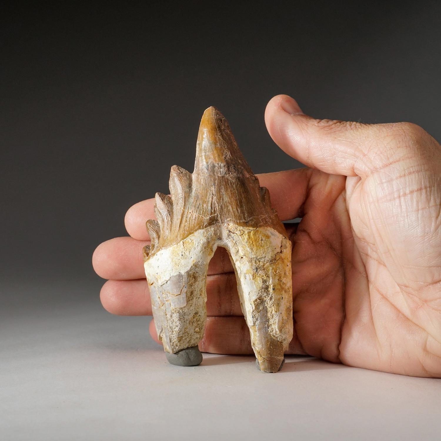 Genuine Natural Pre Historic Basilousaurus Whale Tooth In Good Condition For Sale In New York, NY