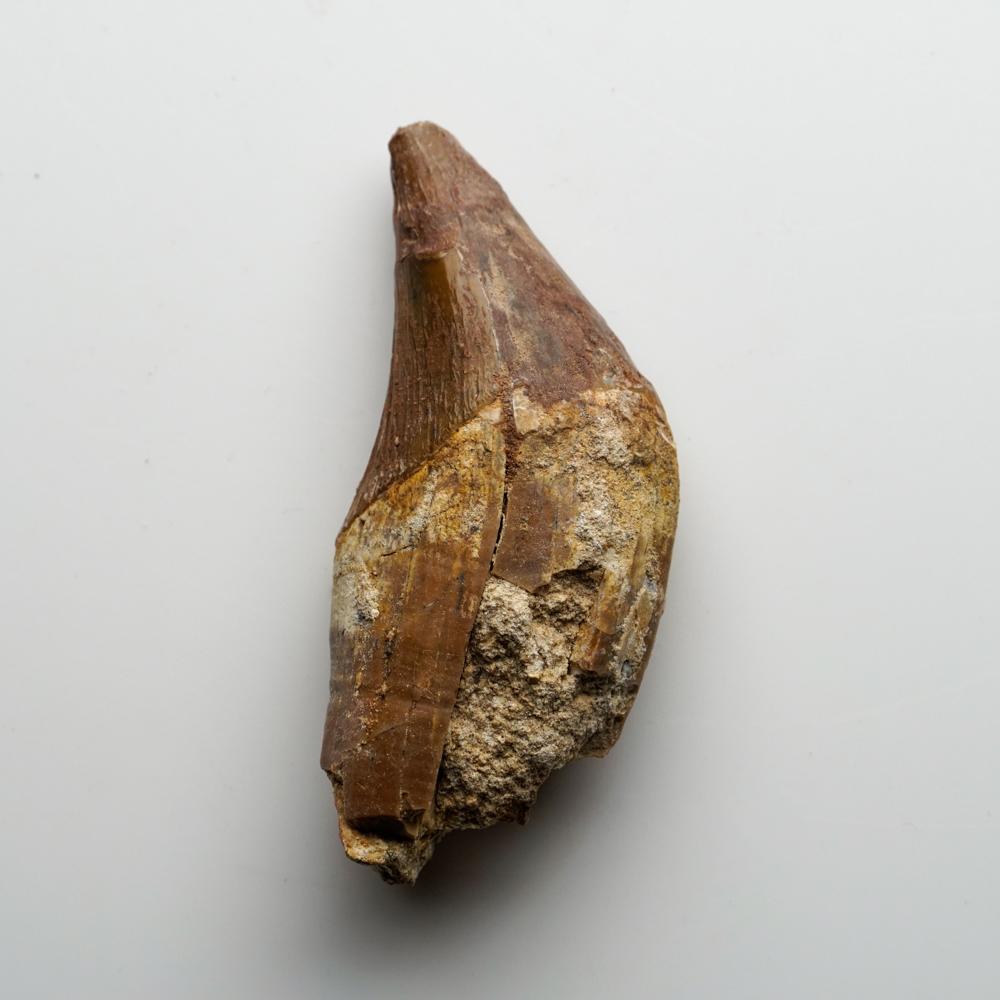 denti balena immagini