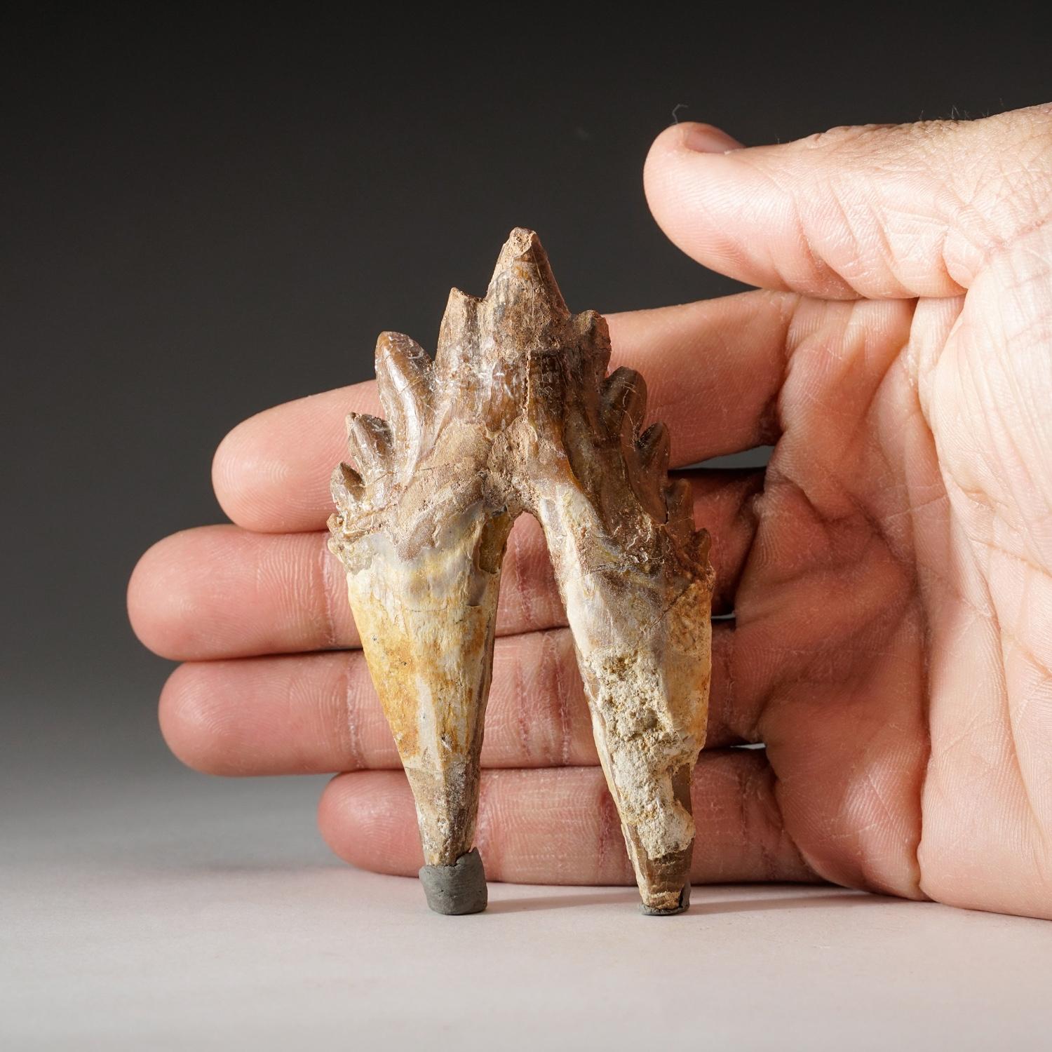 whale tooth fossil