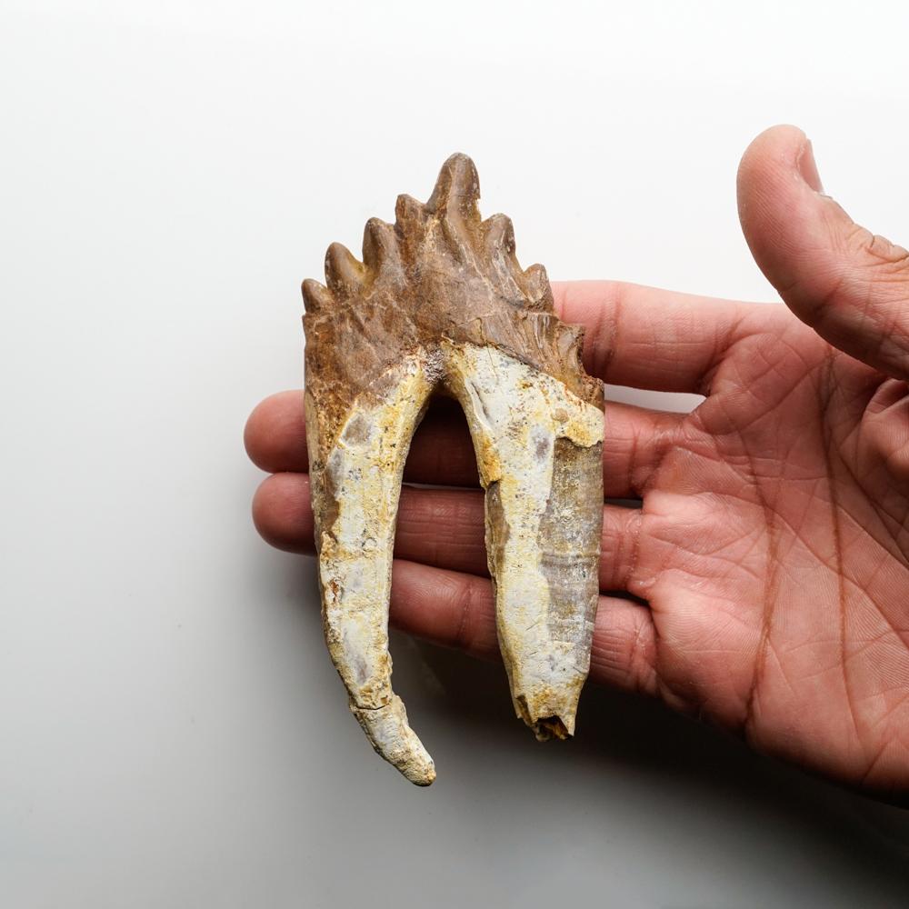 fossilised whale tooth