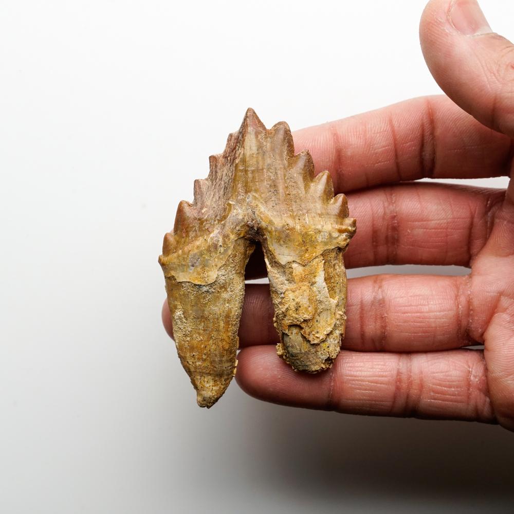 Genuine Natural Pre Historic Basilousaurus Whale Tooth In Good Condition For Sale In New York, NY