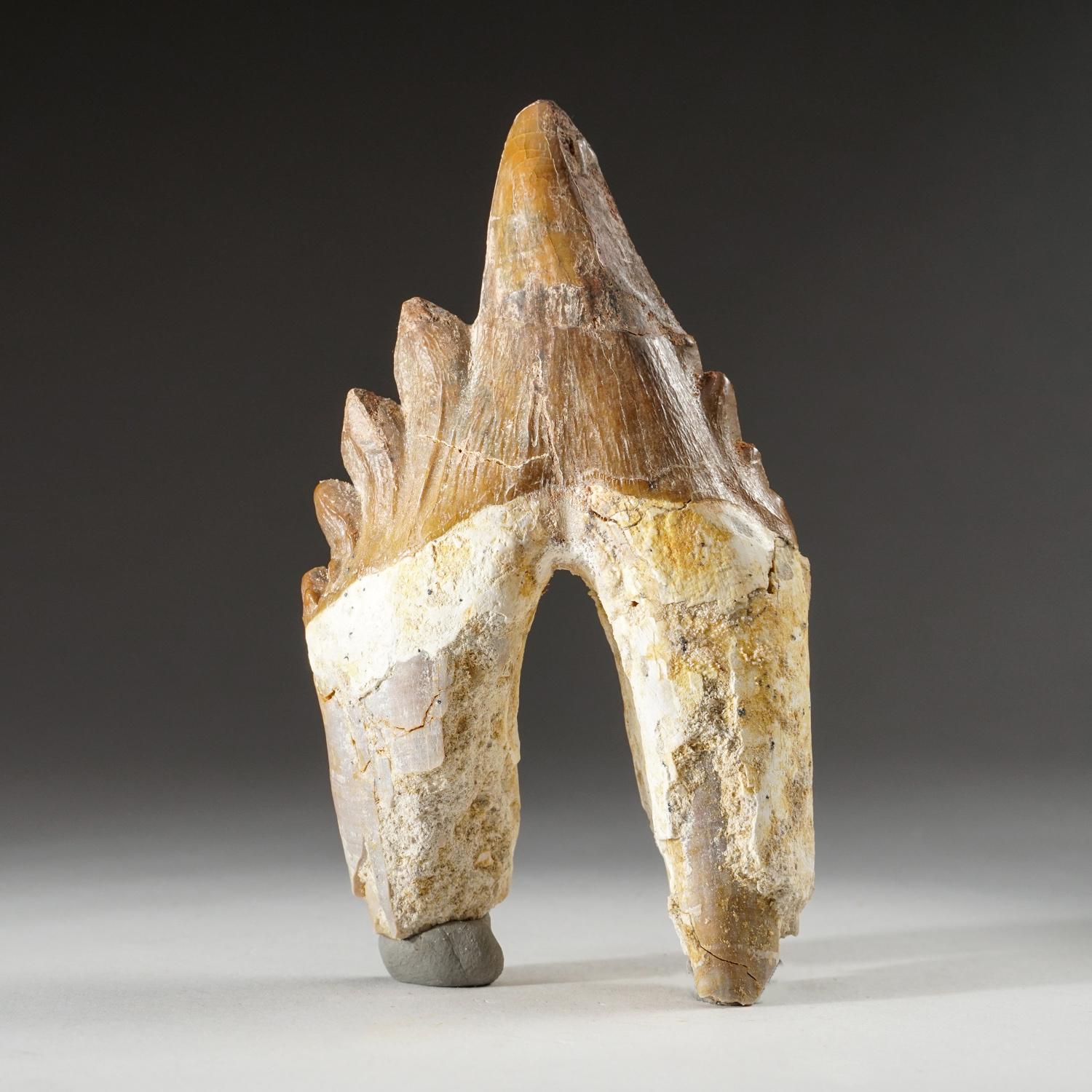 18th Century and Earlier Genuine Natural Pre Historic Basilousaurus Whale Tooth For Sale