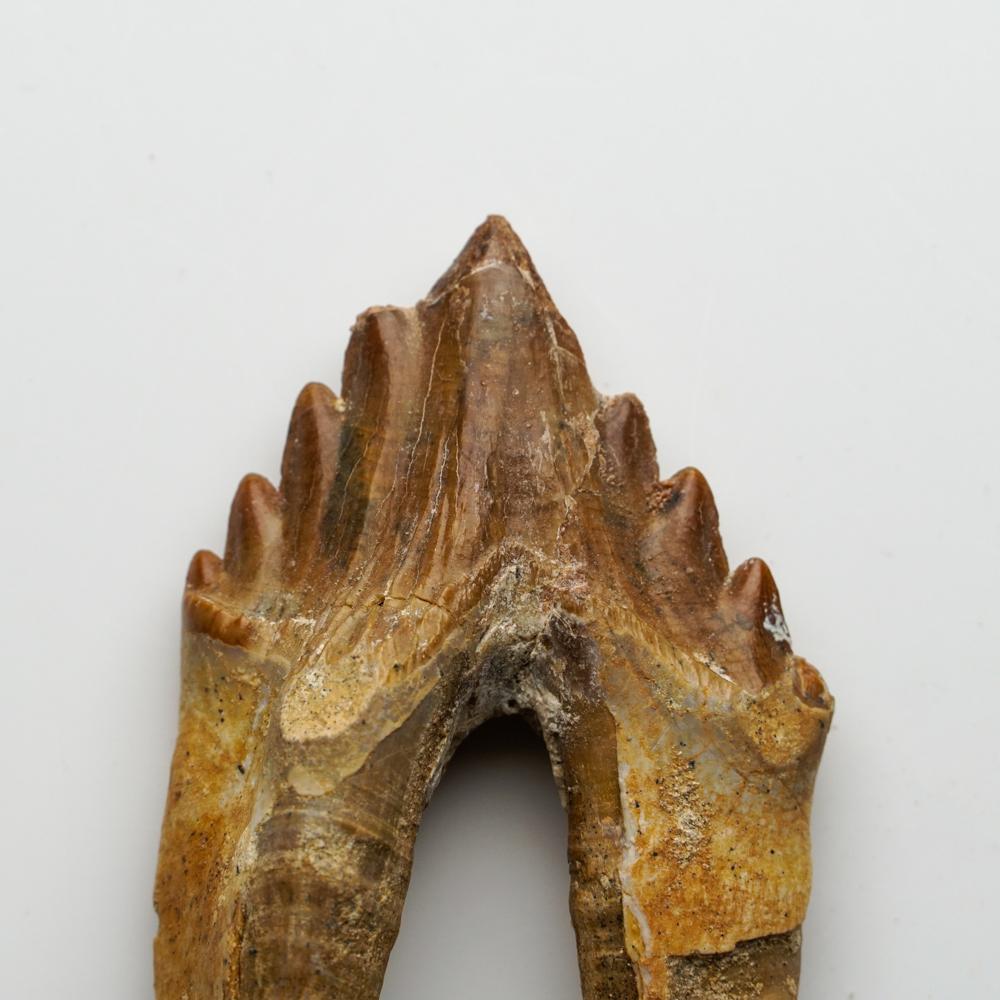 XVIIIe siècle et antérieur Véritable dent de baleine Basilousaurus, naturelle et préhistorique en vente