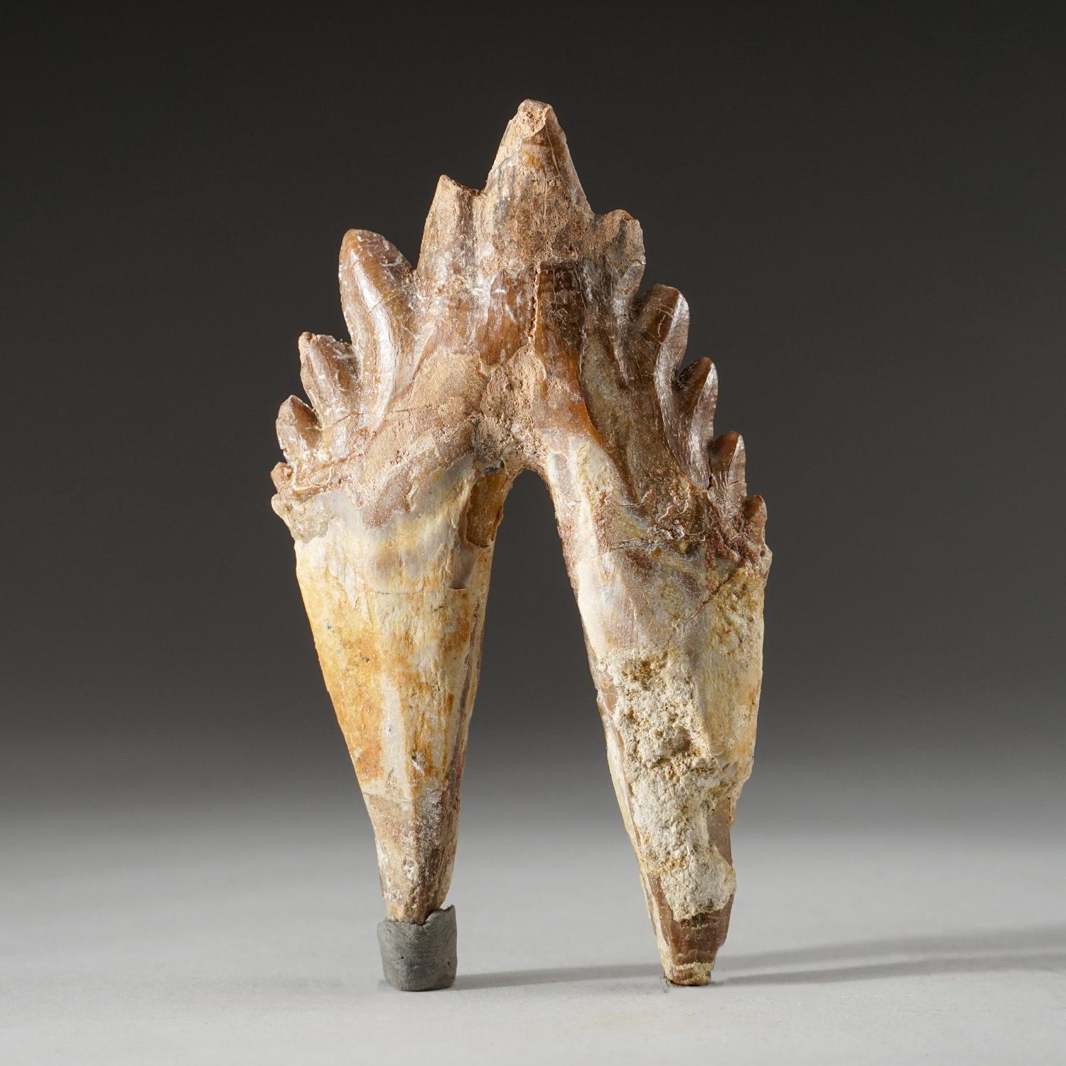 Genuine Natural Pre Historic Basilousaurus Whale Tooth In Good Condition In New York, NY