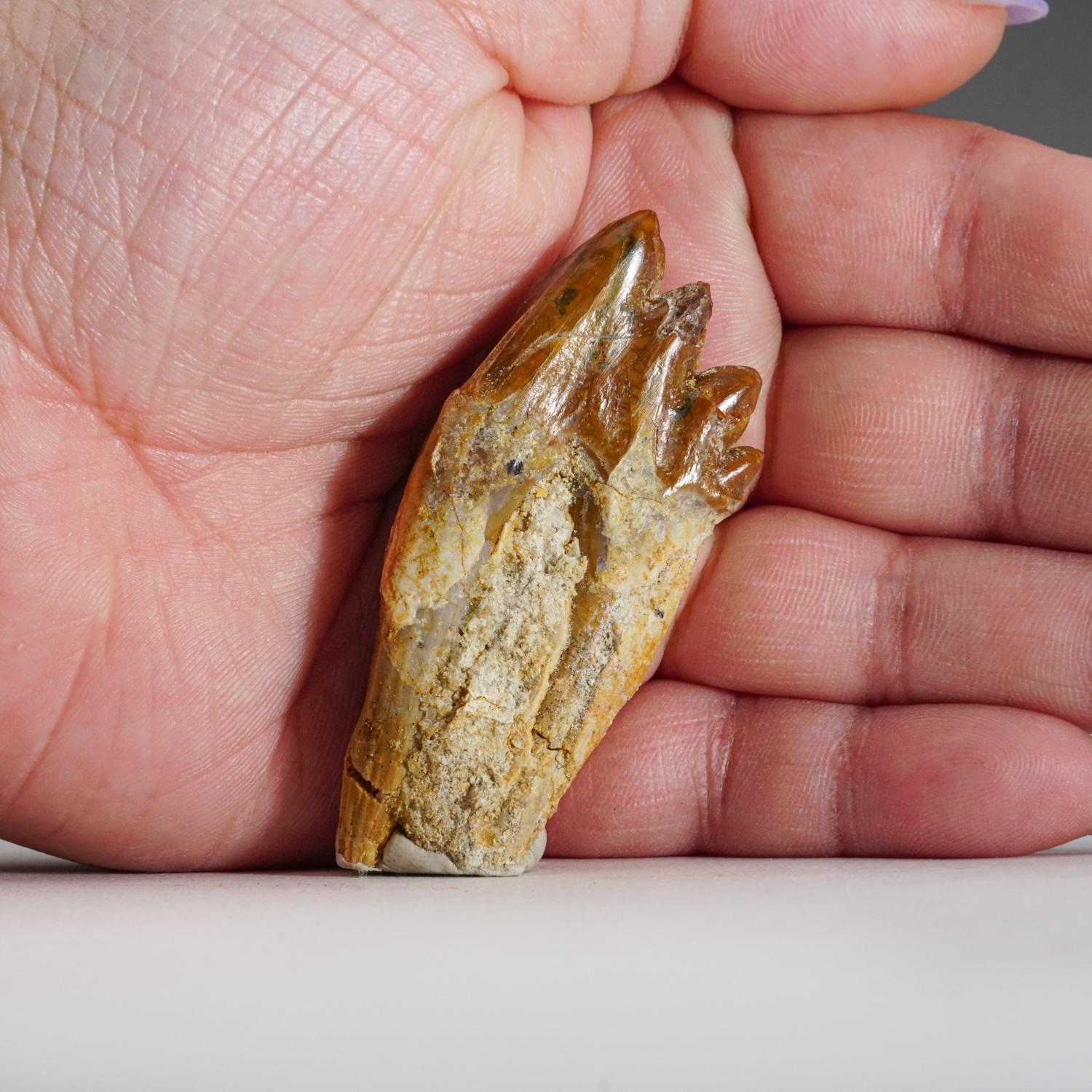 18th Century and Earlier Authentic Pre Historic Basilousaurus Whale Tooth .75