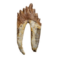 Genuine Natural Pre Historic Basilousaurus Whale Tooth
