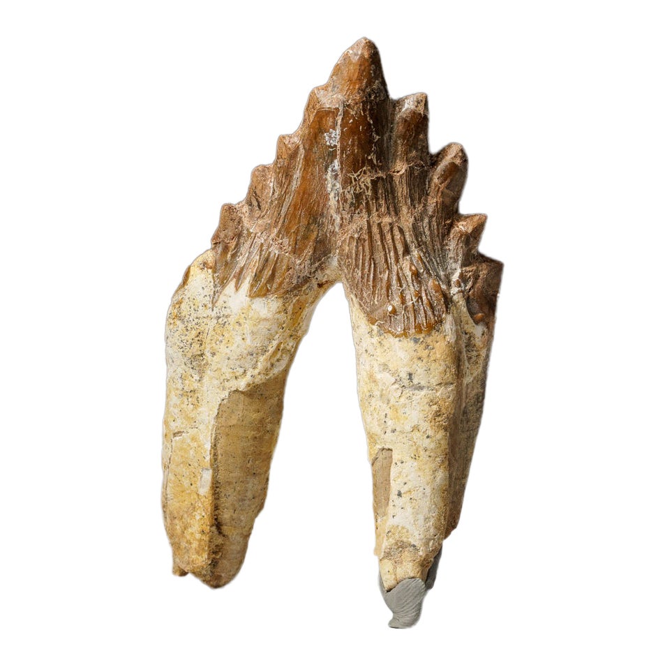 Véritable dent de baleine Basilousaurus, naturelle et préhistorique