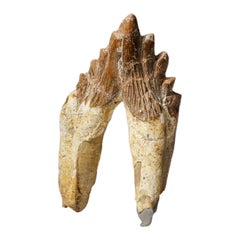 Genuine Natural Pre Historic Basilousaurus Whale Tooth