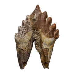 Dente di balena Basilousaurus naturale e preistorico
