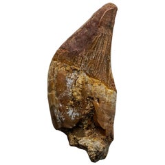 Genuine Natural Pre Historic Basilousaurus Whale Tooth