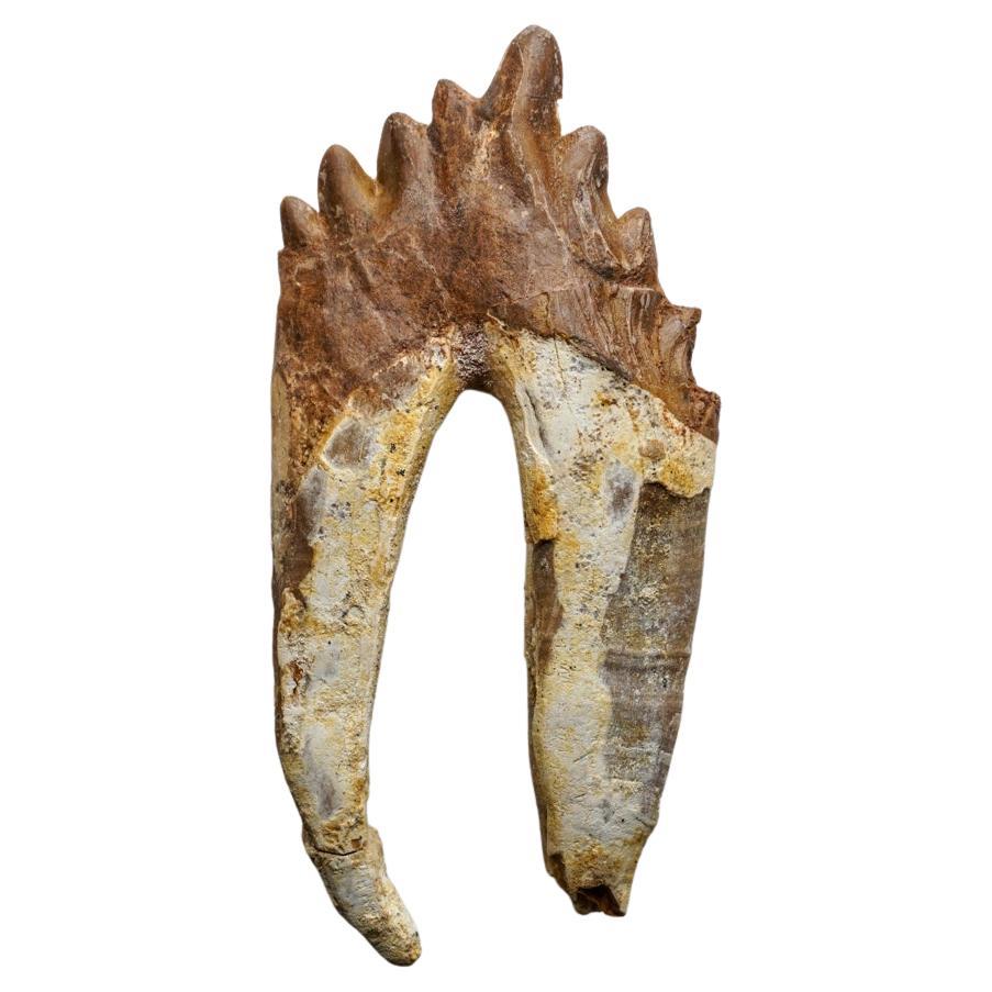 Genueuse dent de baleine préhistorique en Basilousaurus naturel