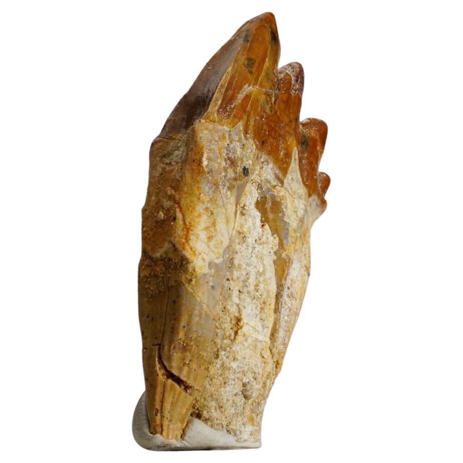 Authentic Pre Historic Basilousaurus Whale Tooth .75" x .25" x 2.55", 21.5 Grams For Sale