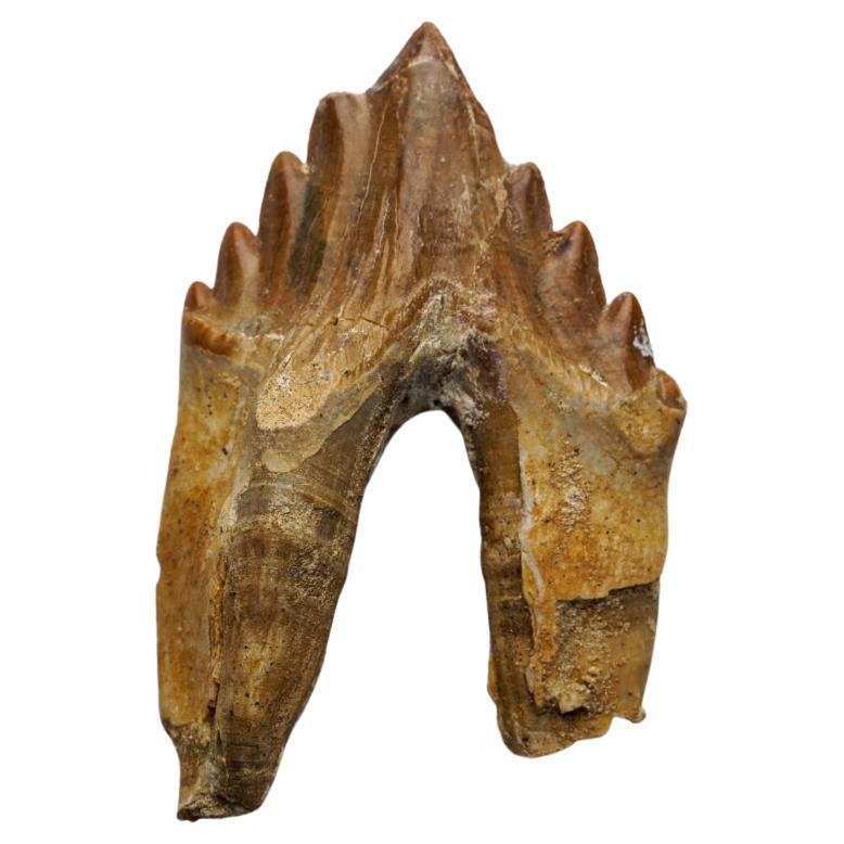 Véritable dent de baleine Basilousaurus, naturelle et préhistorique en vente