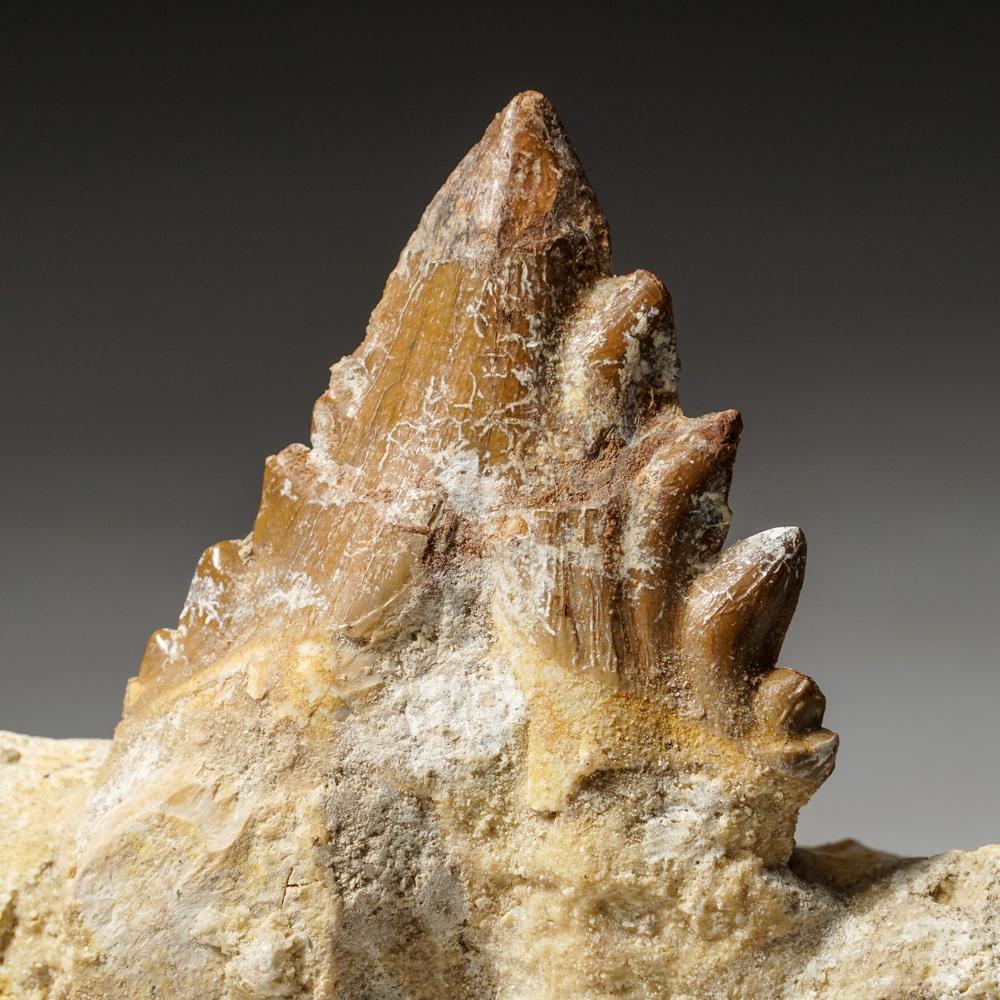 Dieser gut erhaltene Zahn ist 40 bis 34 Millionen Jahre alt und stammt aus dem späten Eozän. Basilosaurus wurde zunächst für ein Reptil gehalten, später aber als eine Gattung alter Wale identifiziert. Im Gegensatz zu modernen Walen hatte