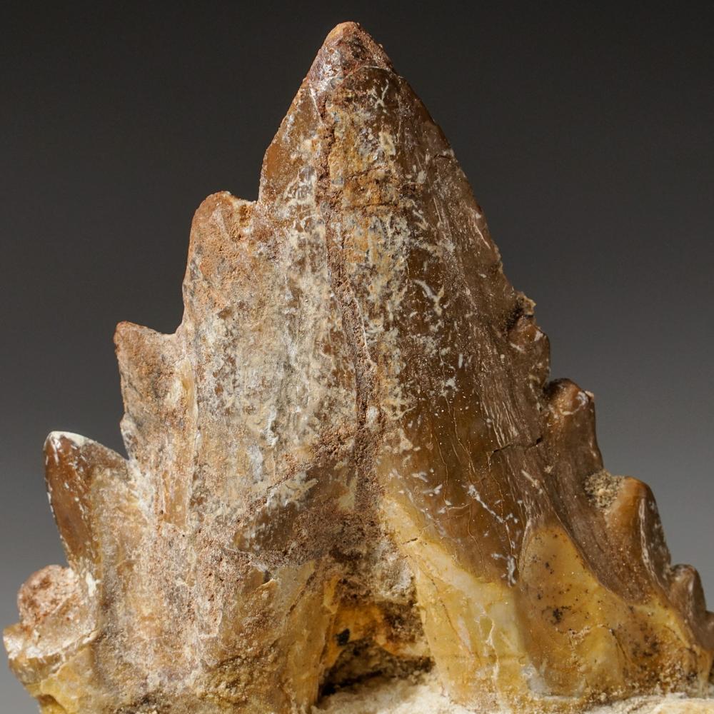 Moroccan Genuine Natural Pre Historic Basilousaurus Whale Tooth on Matrix For Sale
