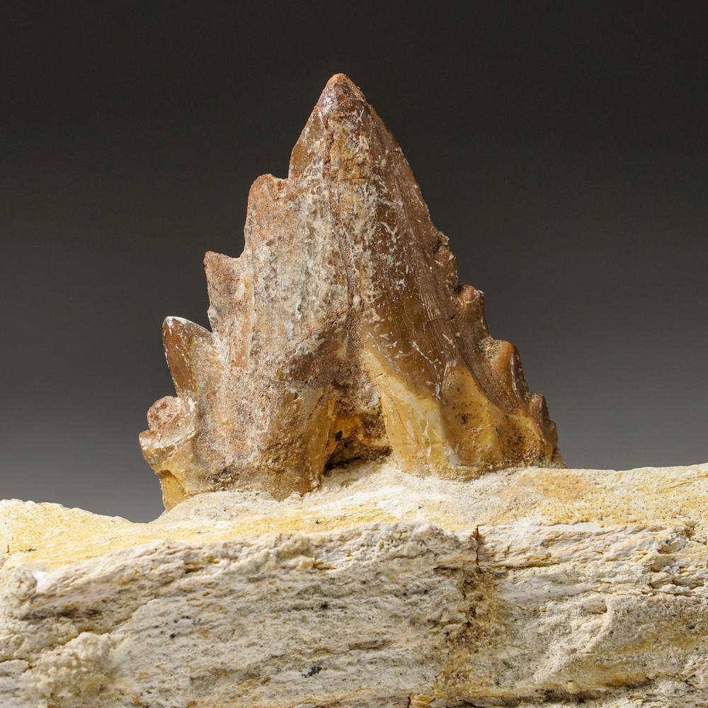 Genuine Natural Pre Historic Basilousaurus Whale Tooth on Matrix In Good Condition For Sale In New York, NY