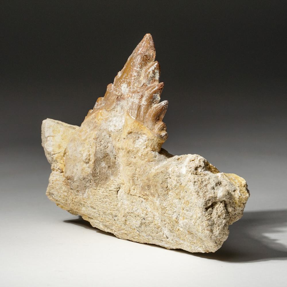 18th Century and Earlier Genuine Natural Pre Historic Basilousaurus Whale Tooth on Matrix For Sale