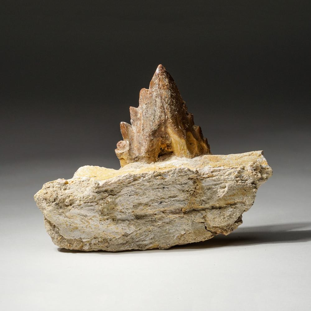 Other Genuine Natural Pre Historic Basilousaurus Whale Tooth on Matrix For Sale