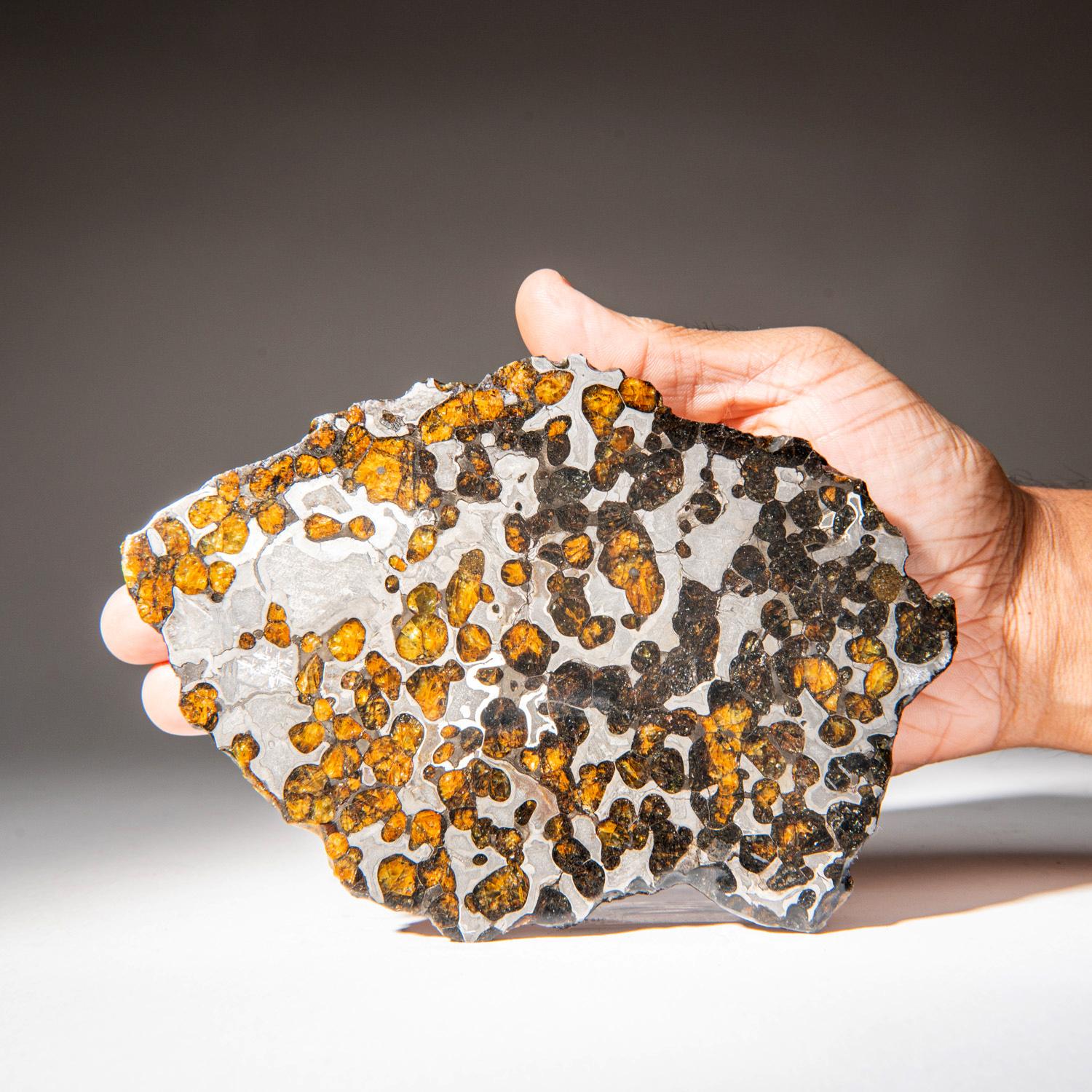 Natürlicher Seymchan Pallasite Meteorit-Labor (211.7 Gramm) (amerikanisch) im Angebot