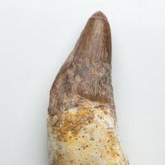 Genuine Natural Spinosaurus Dinosaur Tooth