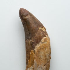Genuine Natural Spinosaurus Dinosaur Tooth