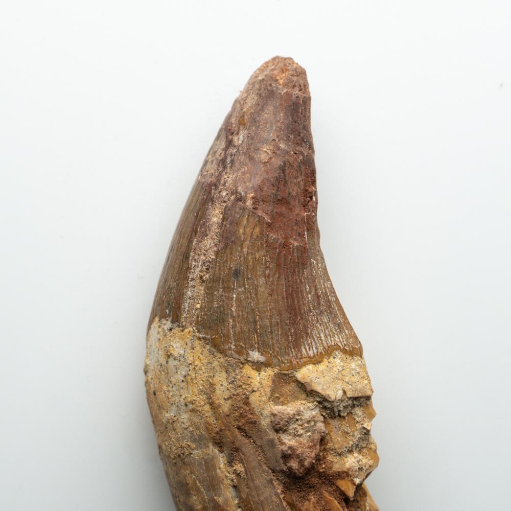 Genuine Spinosaurus (Dinosaur) tooth.

Spinosaurus (meaning 