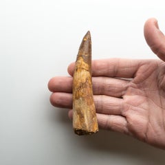 De véritable dentelle de diosaure naturelle d'araignée