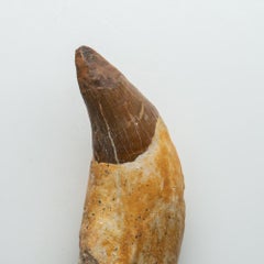 Genuine Natural Spinosaurus Dinosaur Tooth
