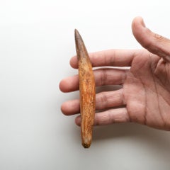 Genuine Natural Spinosaurus Dinosaur Tooth