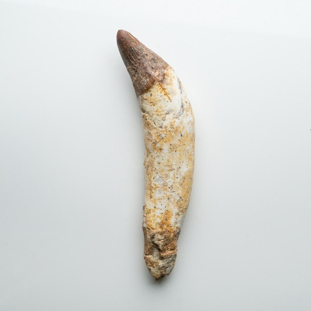 North African Genuine Natural Spinosaurus Dinosaur Tooth For Sale