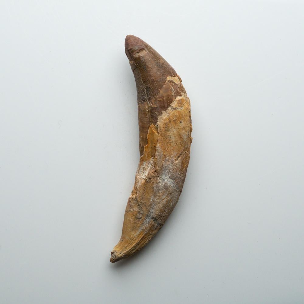 Genuine Natural Spinosaurus Dinosaur Tooth In Good Condition For Sale In New York, NY