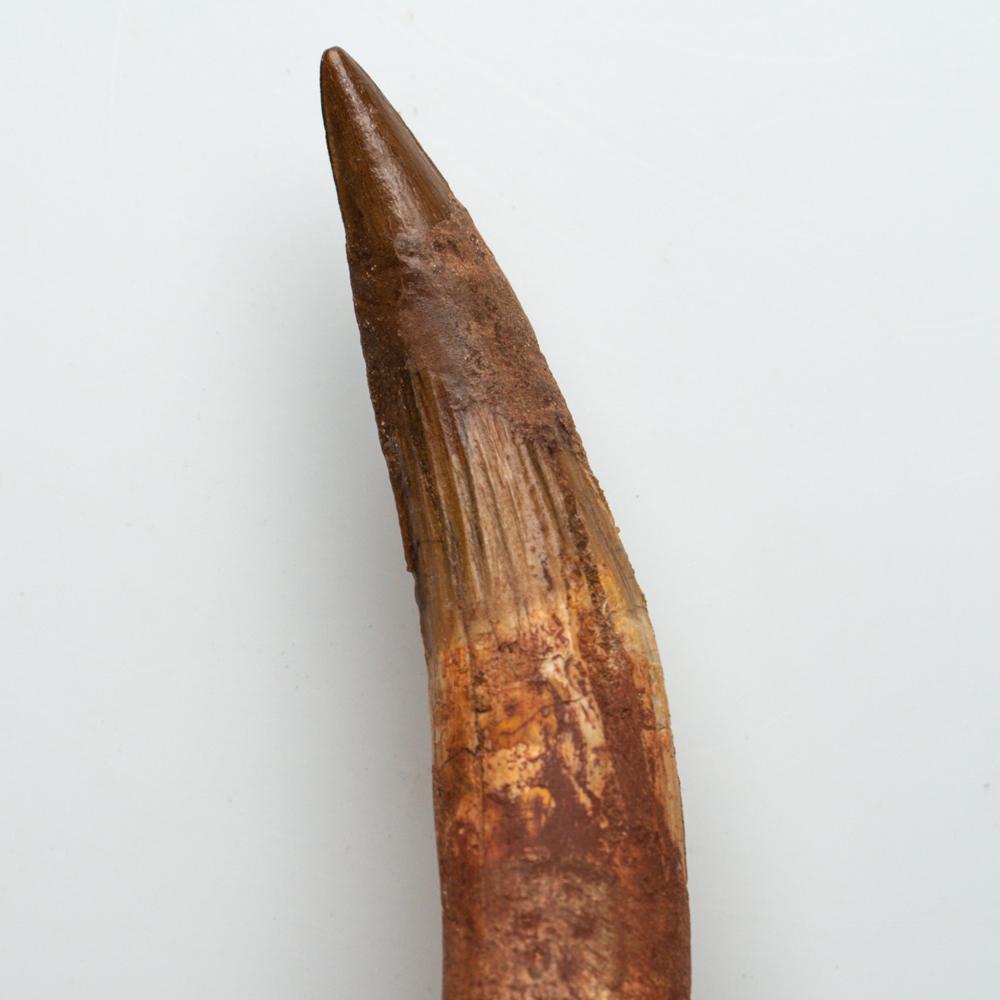 Moroccan Genuine Natural Spinosaurus Dinosaur Tooth For Sale