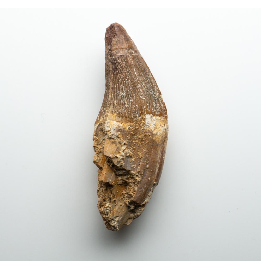 authentic dinosaur tooth