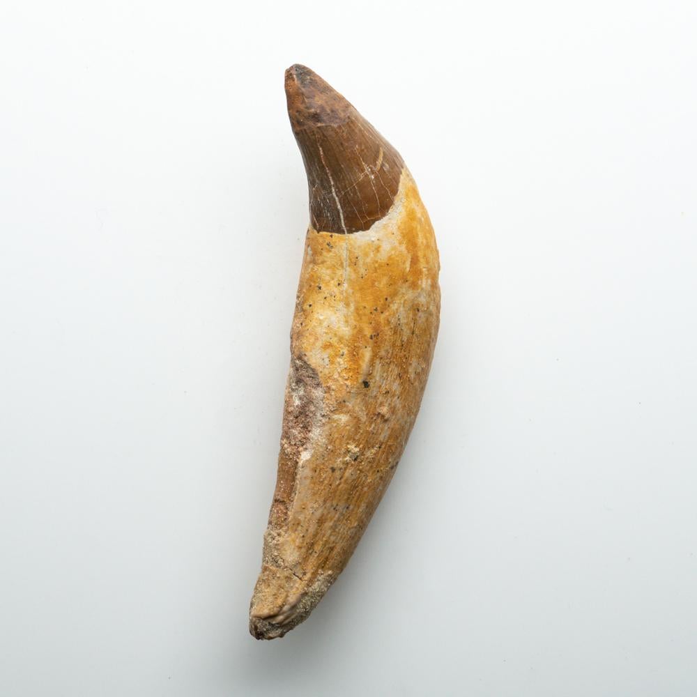 Genuine Natural Spinosaurus Dinosaur Tooth In Good Condition For Sale In New York, NY