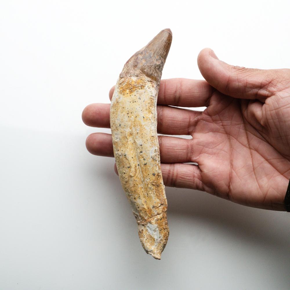 Genuine Natural Spinosaurus Dinosaur Tooth In Excellent Condition For Sale In New York, NY