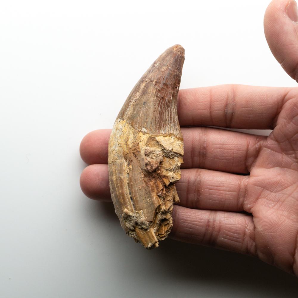 fossilised tooth