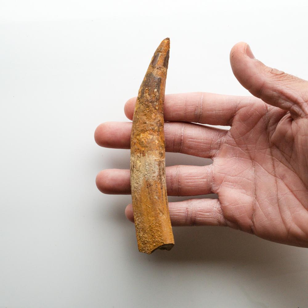 18th Century and Earlier Genuine Natural Spinosaurus Dinosaur Tooth For Sale