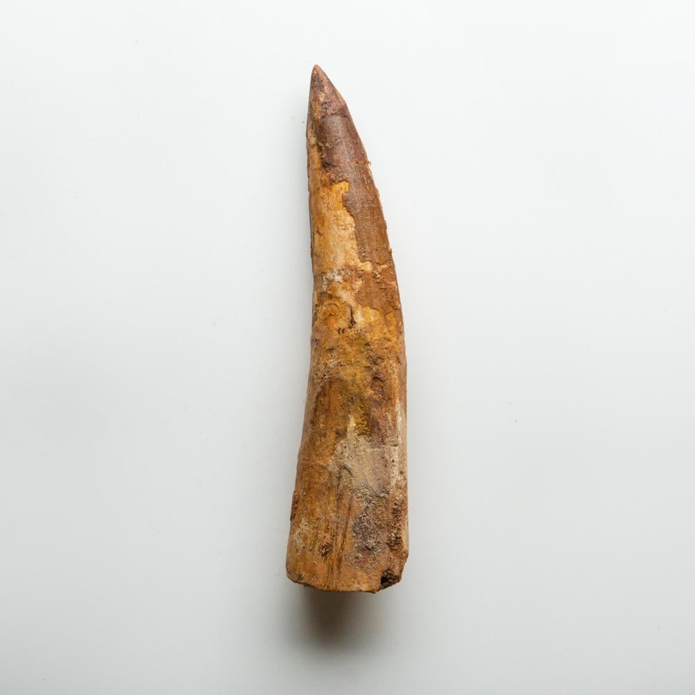 18th Century and Earlier Genuine Natural Spinosaurus Dinosaur Tooth For Sale