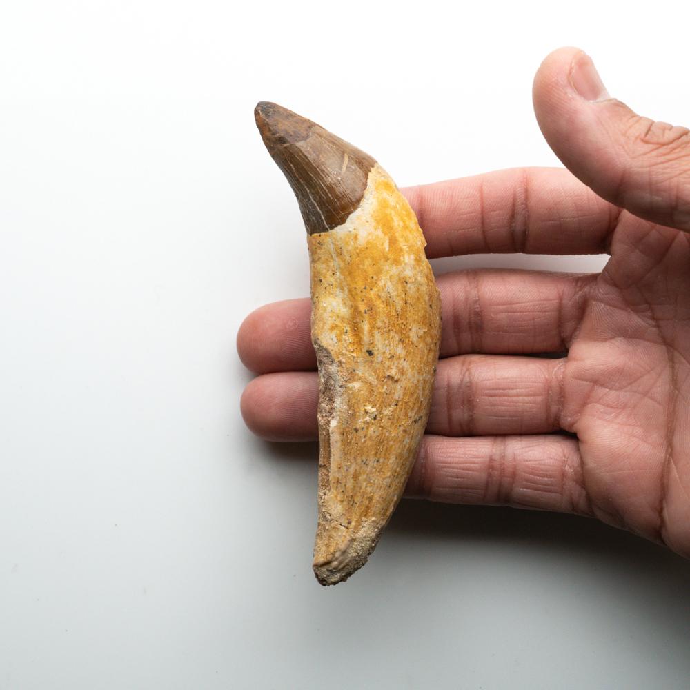 18th Century and Earlier Genuine Natural Spinosaurus Dinosaur Tooth For Sale