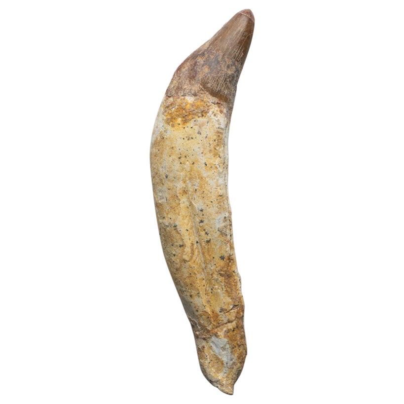Ein echtes Spinosaurus Dinosaurierzahn