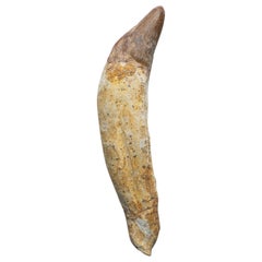 Genuine Natural Spinosaurus Dinosaur Tooth