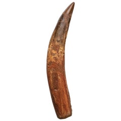 Genuine Natural Spinosaurus Dinosaur Tooth