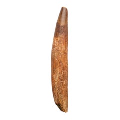 Genuine Natural Spinosaurus Dinosaur Tooth